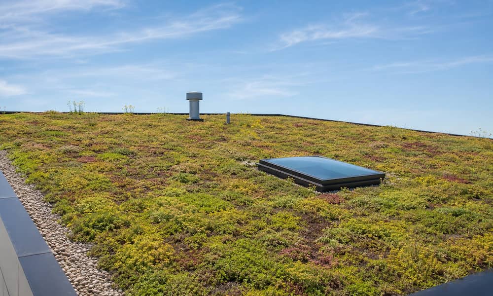 Close-up view of an extensive green roof with sedum vegetation and rooftop skylight under a blue sky.